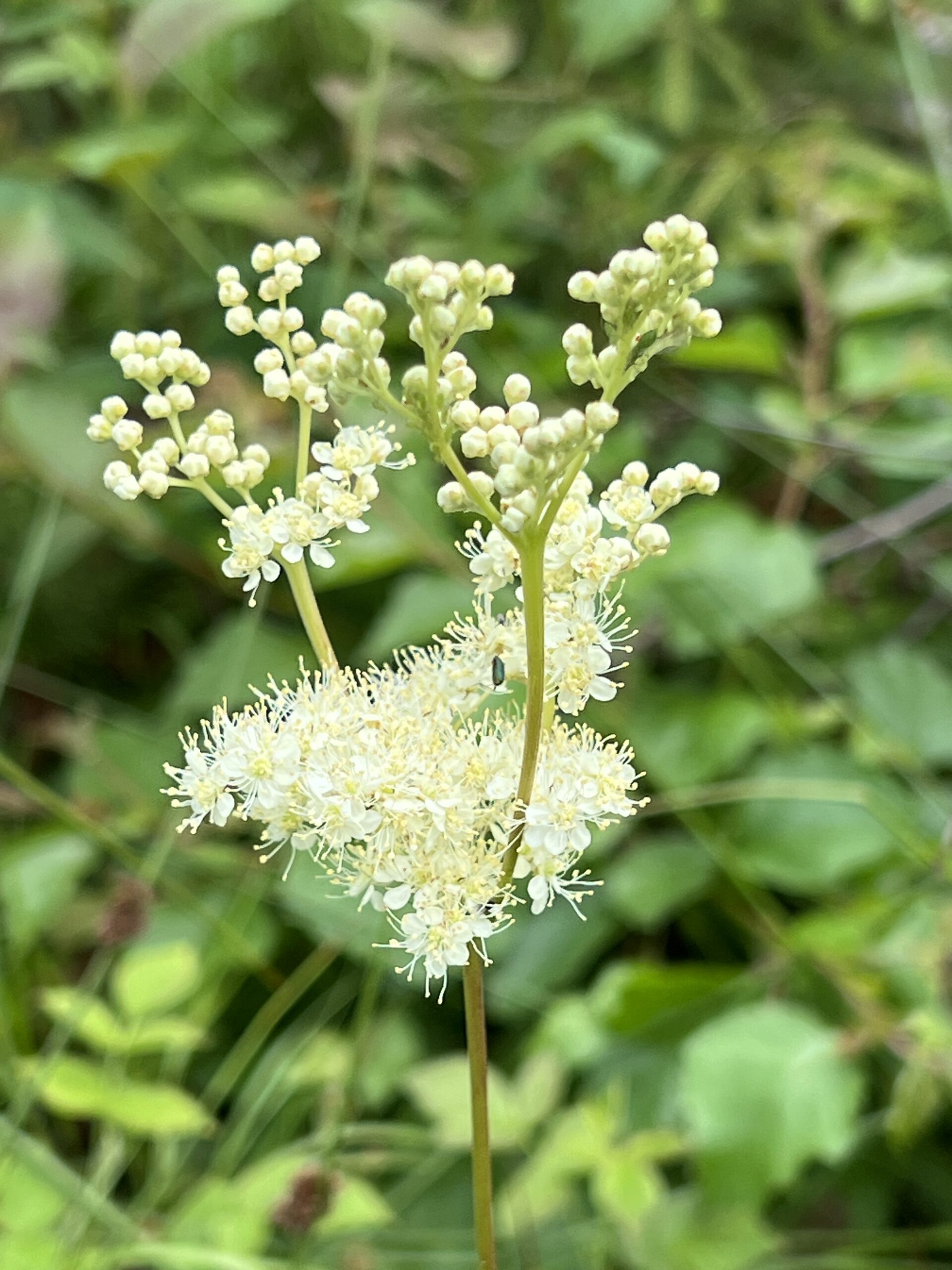 Mjødurt i blomst